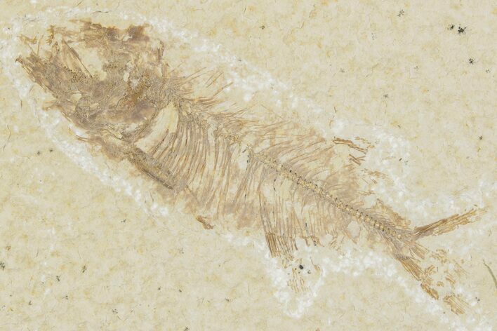 Juvenile Phareodus Fish Fossil - Scarce Species #244228